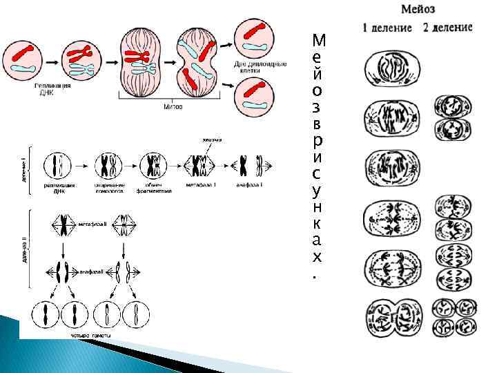 Типы деления клеток рисунки. Схема митоза и мейоза ЕГЭ. Деление клетки митоз и мейоз плакат. Цикл мейоза схема. Деление клетки мейоз рисунок.