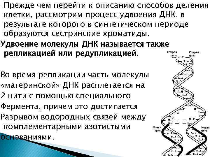 Прежде чем перейти к описанию способов деления клетки, рассмотрим процесс удвоения ДНК, в результате