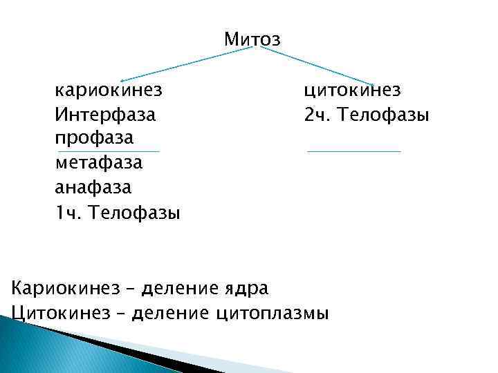 Митоз кариокинез Интерфаза профаза метафаза анафаза 1 ч. Телофазы цитокинез 2 ч. Телофазы Кариокинез