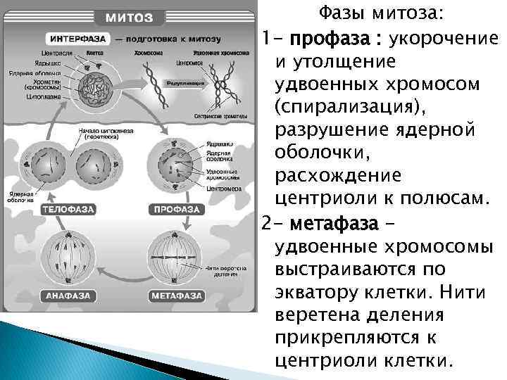 Фазы митоза: 1 - профаза : укорочение и утолщение удвоенных хромосом (спирализация), разрушение ядерной