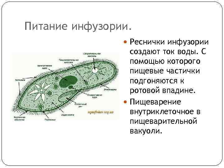 Питание инфузории. Реснички инфузории создают ток воды. С помощью которого пищевые частички подгоняются к