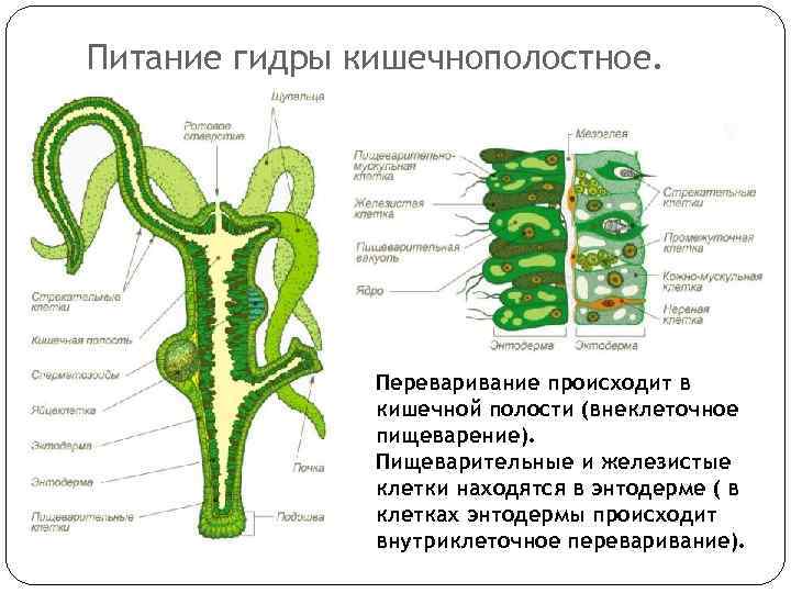 Питание гидры кишечнополостное. Переваривание происходит в кишечной полости (внеклеточное пищеварение). Пищеварительные и железистые клетки