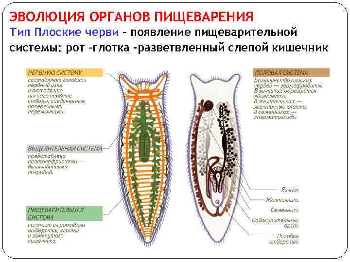 ЭВОЛЮЦИЯ ОРГАНОВ ПИЩЕВАРЕНИЯ Тип Плоские черви – появление пищеварительной системы: рот –глотка -разветвленный слепой