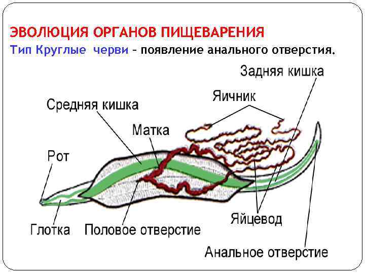 ЭВОЛЮЦИЯ ОРГАНОВ ПИЩЕВАРЕНИЯ Тип Круглые черви – появление анального отверстия. 