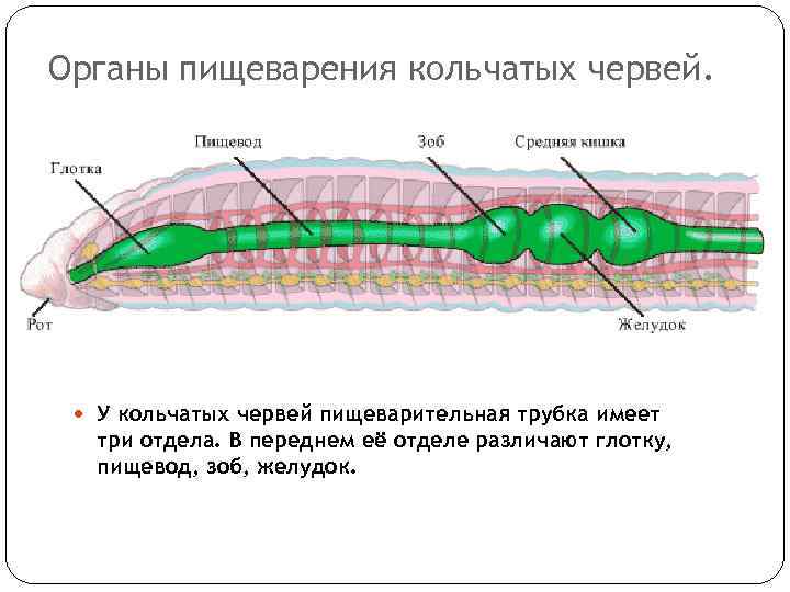 Органы пищеварения кольчатых червей. У кольчатых червей пищеварительная трубка имеет три отдела. В переднем