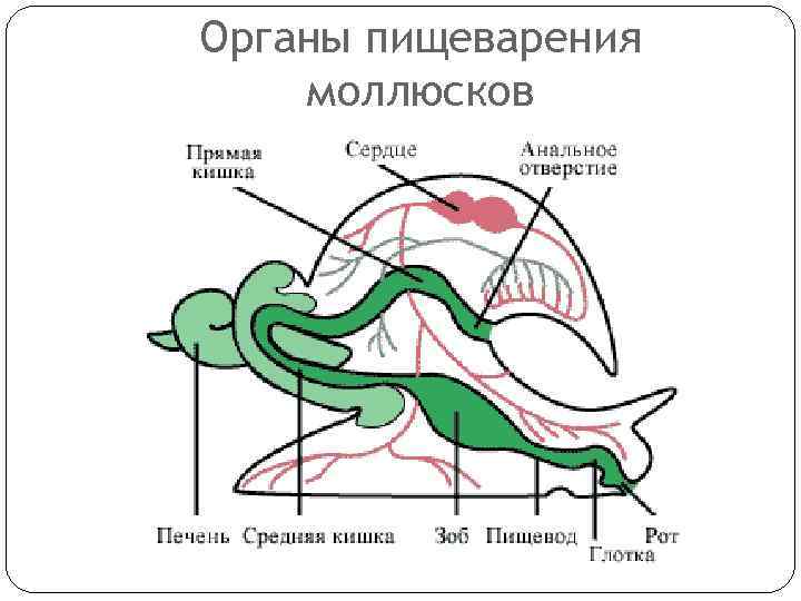 Органы пищеварения моллюсков 