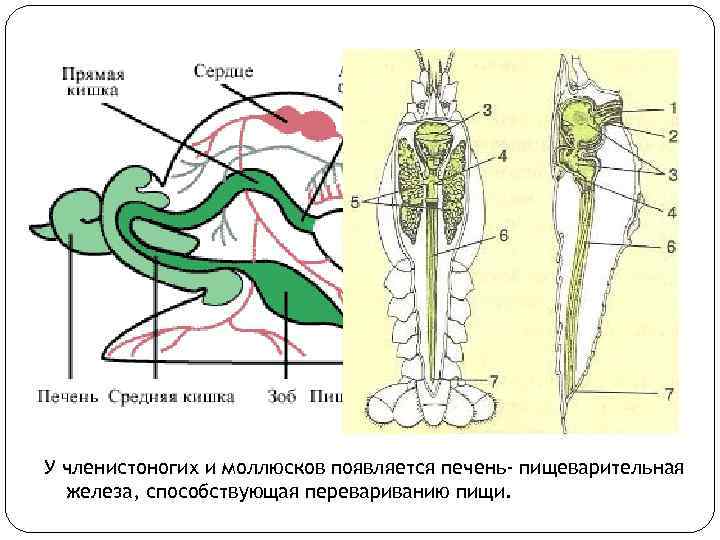 У членистоногих и моллюсков появляется печень- пищеварительная железа, способствующая перевариванию пищи. 