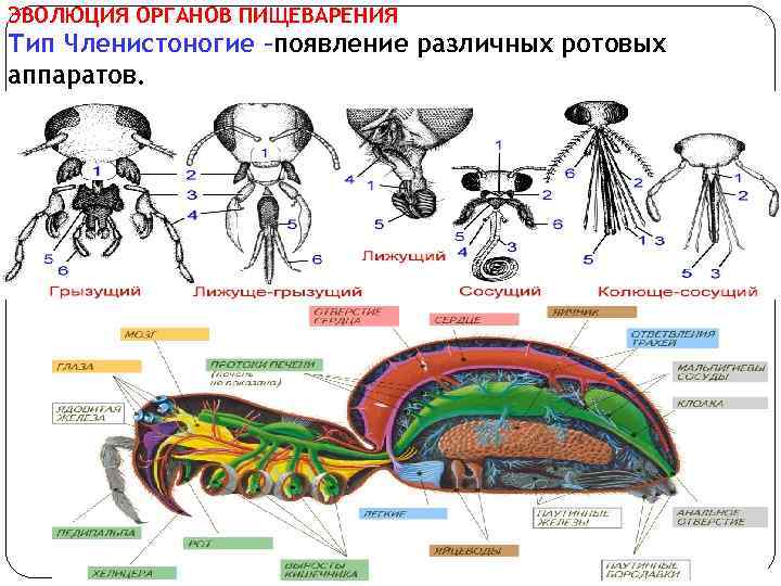 ЭВОЛЮЦИЯ ОРГАНОВ ПИЩЕВАРЕНИЯ Тип Членистоногие –появление различных ротовых аппаратов. 