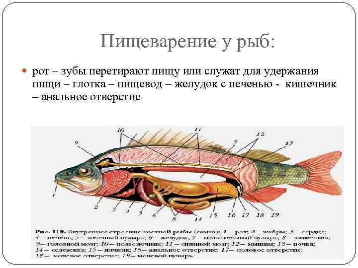 Пищеварение у рыб: рот – зубы перетирают пищу или служат для удержания пищи –
