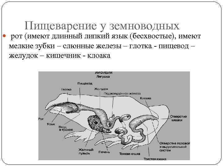 Пищеварение у земноводных рот (имеют длинный липкий язык (бесхвостые), имеют мелкие зубки – слюнные