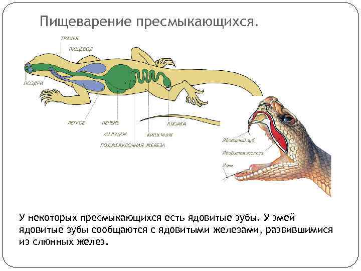 Пищеварение пресмыкающихся. У некоторых пресмыкающихся есть ядовитые зубы. У змей ядовитые зубы сообщаются с