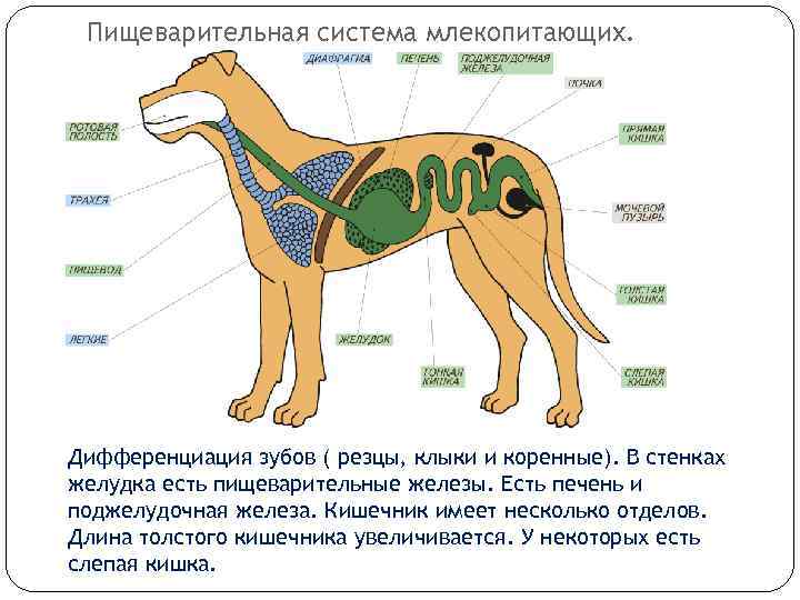 Пищеварительная система млекопитающих. Дифференциация зубов ( резцы, клыки и коренные). В стенках желудка есть