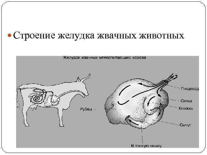  Строение желудка жвачных животных 