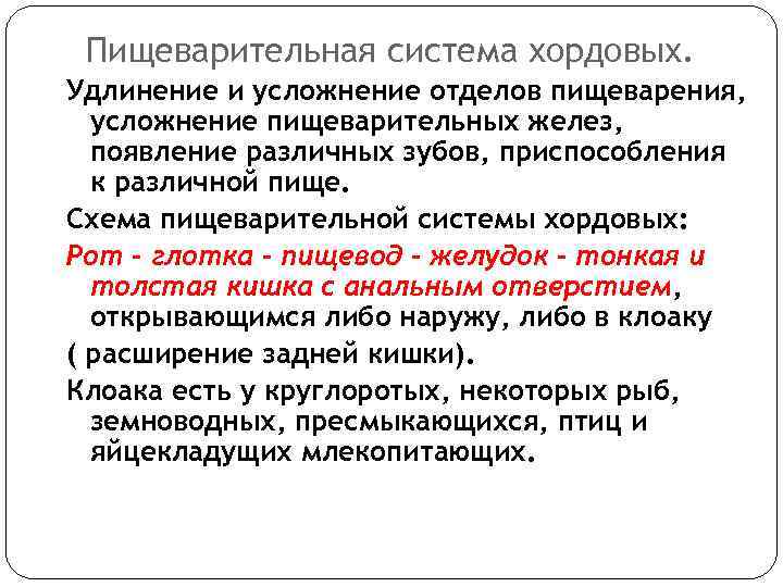 Пищеварительная система хордовых. Удлинение и усложнение отделов пищеварения, усложнение пищеварительных желез, появление различных зубов,