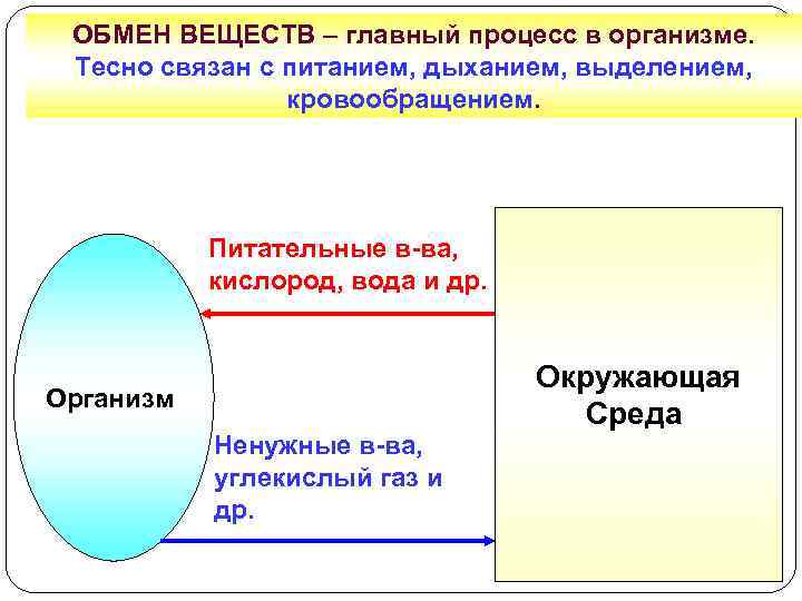 ОБМЕН ВЕЩЕСТВ – главный процесс в организме. Тесно связан с питанием, дыханием, выделением, кровообращением.