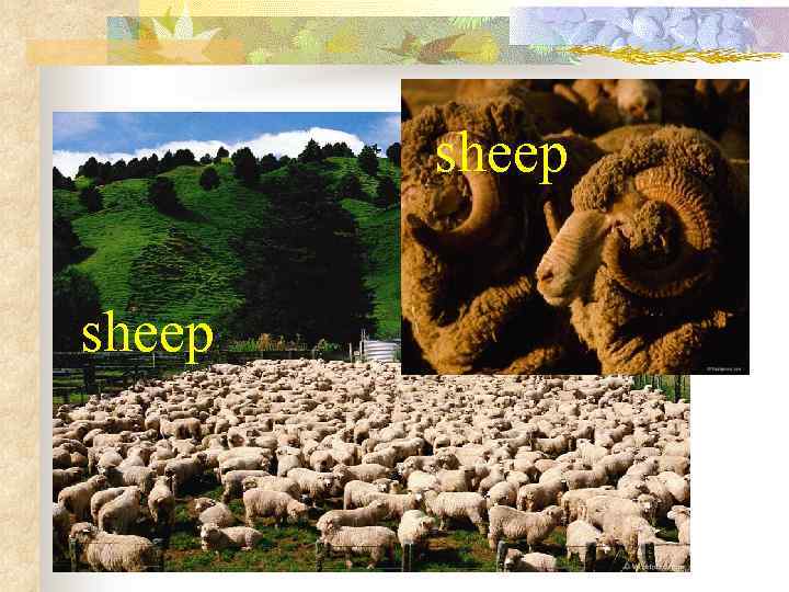 sheep 