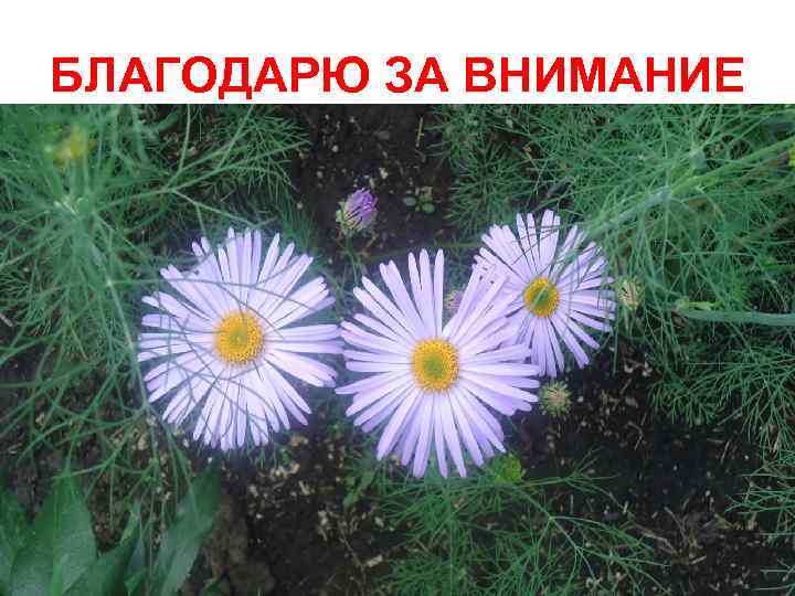 БЛАГОДАРЮ ЗА ВНИМАНИЕ 