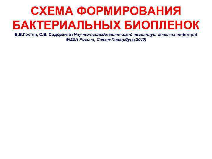 СХЕМА ФОРМИРОВАНИЯ БАКТЕРИАЛЬНЫХ БИОПЛЕНОК В. В. Гостев, С. В. Сидоренко (Научно-исследовательский институт детских инфекций