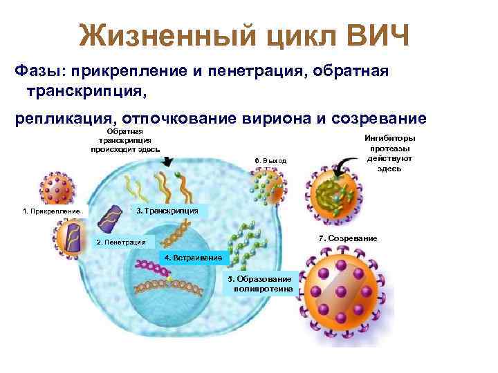 Жизненный цикл вич схема