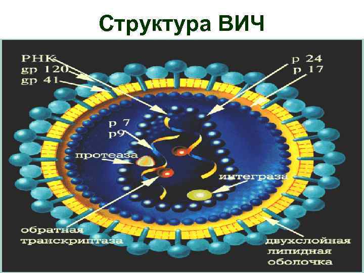 Структура ВИЧ 