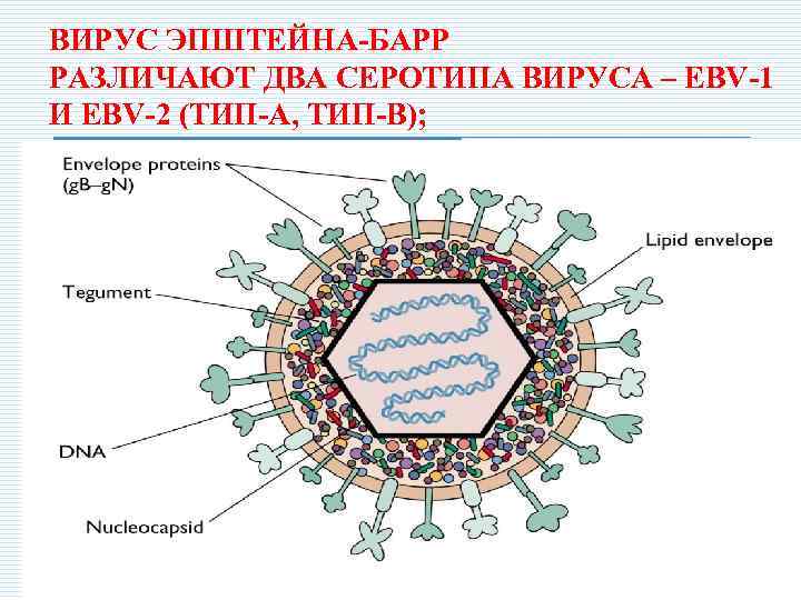 ВИРУС ЭПШТЕЙНА-БАРР РАЗЛИЧАЮТ ДВА СЕРОТИПА ВИРУСА – EBV-1 И EBV-2 (ТИП-А, ТИП-В); 