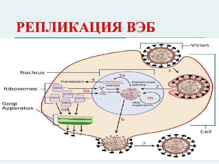 РЕПЛИКАЦИЯ ВЭБ 