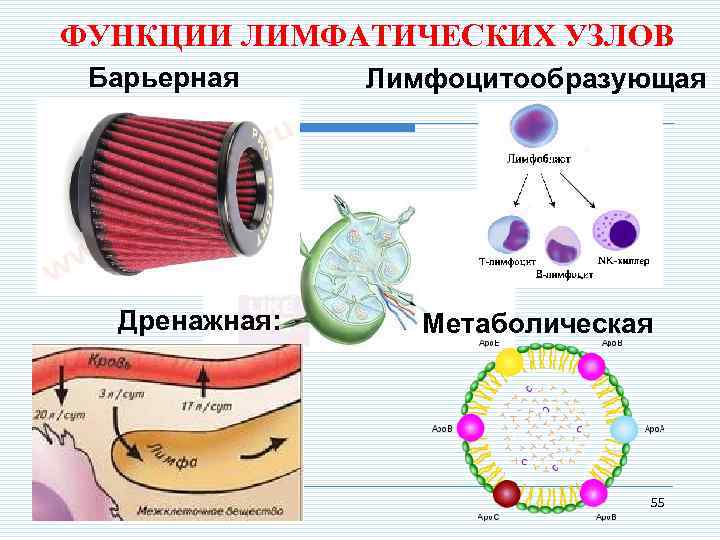 ФУНКЦИИ ЛИМФАТИЧЕСКИХ УЗЛОВ Барьерная Дренажная: Лимфоцитообразующая Метаболическая 55 