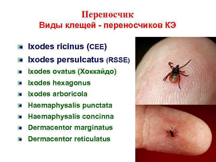 Переносчик Виды клещей - переносчиков КЭ Ixodes ricinus (СЕЕ) Ixodes persulcatus (RSSE) Ixodes ovatus