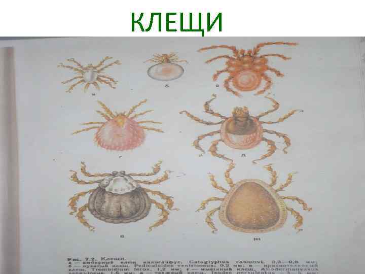 КЛЕЩИ 