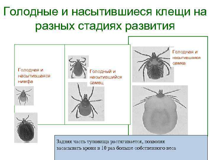 Голодные и насытившиеся клещи на разных стадиях развития Голодная и насытившаяся самка Голодная и