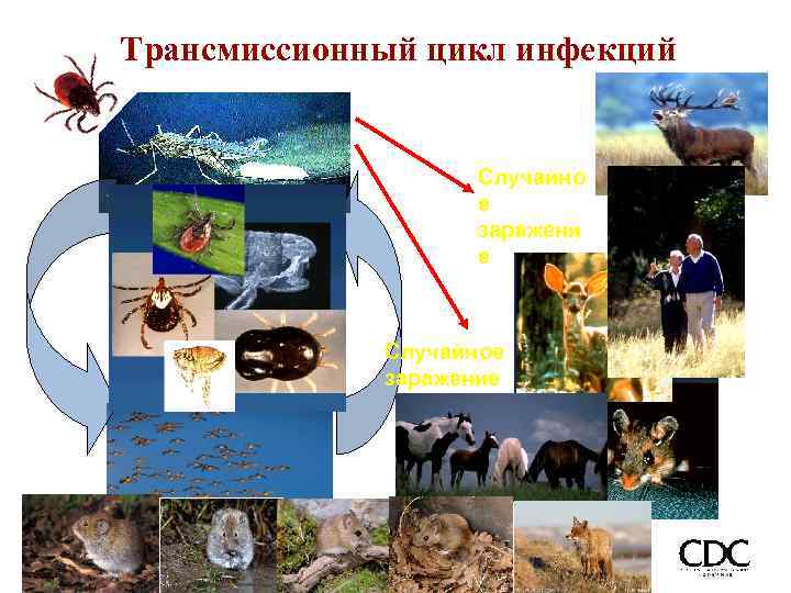 Трансмиссионный цикл инфекций Случайно е заражени е Случайное заражение 