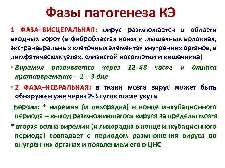 Фазы патогенеза КЭ 1 ФАЗА–ВИСЦЕРАЛЬНАЯ: вирус размножается в области входных ворот (в фибробластах кожи