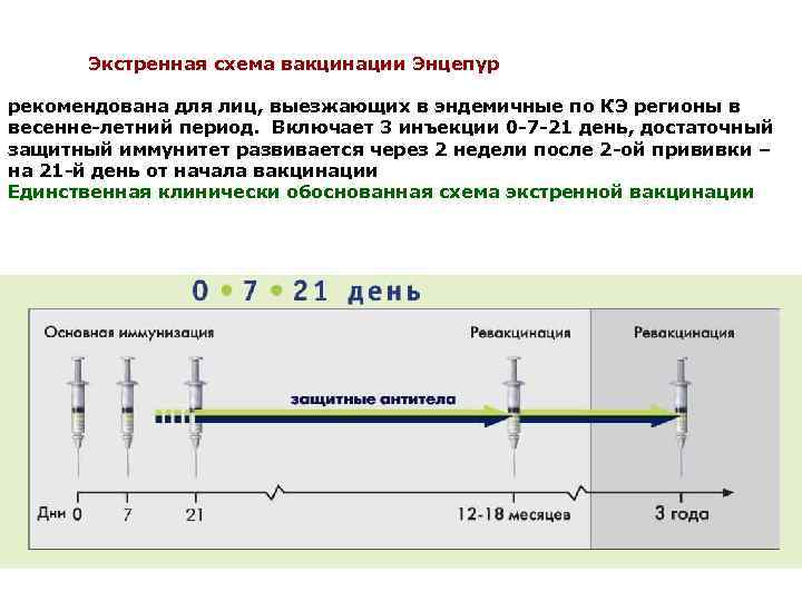 Экстренная схема вакцинации Энцепур рекомендована для лиц, выезжающих в эндемичные по КЭ регионы в