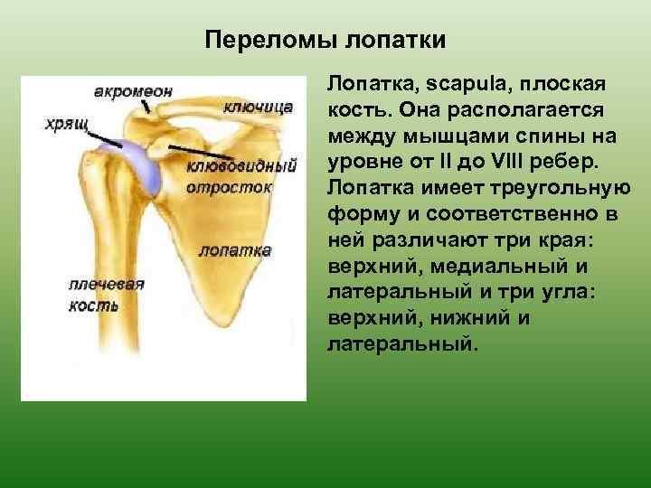 Лопатка фото кость. Плоские кости лопатка. Ключица плоская кость. Лопатка располагается на уровне. Строение плоской кости лопатки.