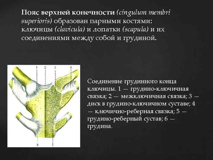 Пояс верхней конечности (cingulum membri superioris) образован парными костями: ключицы (clavicula) и лопатки (scapula)
