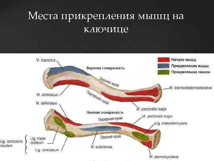 Места прикрепления мышц на ключице 