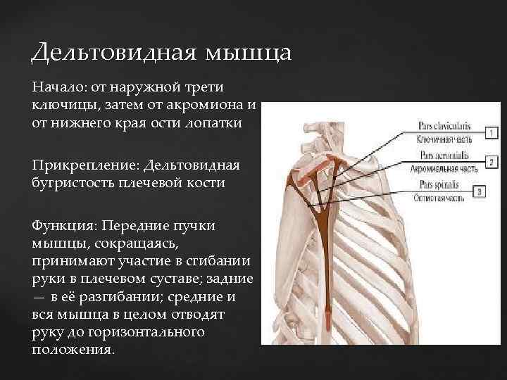 Дельтовидная мышца Начало: от наружной трети ключицы, затем от акромиона и от нижнего края