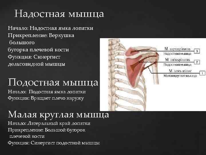 Надостная мышца