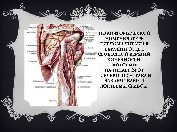 ПО АНАТОМИЧЕСКОЙ НОМЕНКЛАТУРЕ ПЛЕЧОМ СЧИТАЕТСЯ ВЕРХНИЙ ОТДЕЛ СВОБОДНОЙ ВЕРХНЕЙ КОНЕЧНОСТИ, КОТОРЫЙ НАЧИНАЕТСЯ ОТ ПЛЕЧЕВОГО