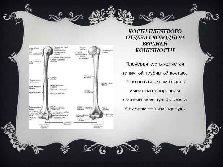 КОСТИ ПЛЕЧЕВОГО ОТДЕЛА СВОБОДНОЙ ВЕРХНЕЙ КОНЕЧНОСТИ Плечевая кость является типичной трубчатой костью. Тело ее