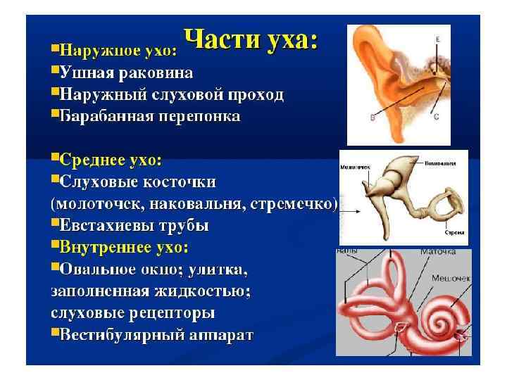 Стрелкой На Фотографии Помечены Слуховые Косточки Уха