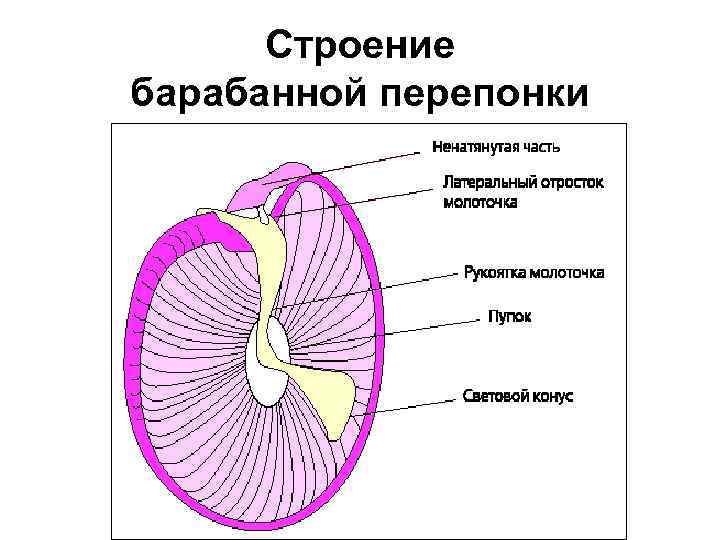 Строение барабанной перепонки 