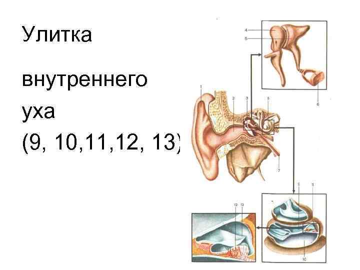 Улитка внутреннего уха (9, 10, 11, 12, 13) 
