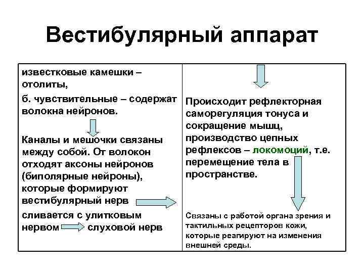 Вестибулярный аппарат известковые камешки – отолиты, б. чувствительные – содержат Происходит рефлекторная волокна нейронов.
