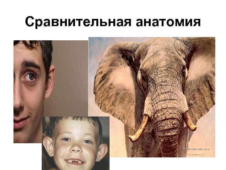Сравнительная анатомия 