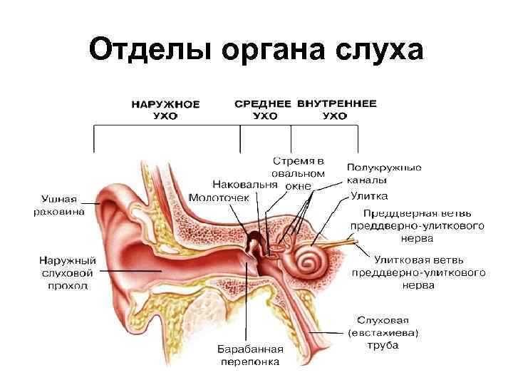 Отделы органа слуха 
