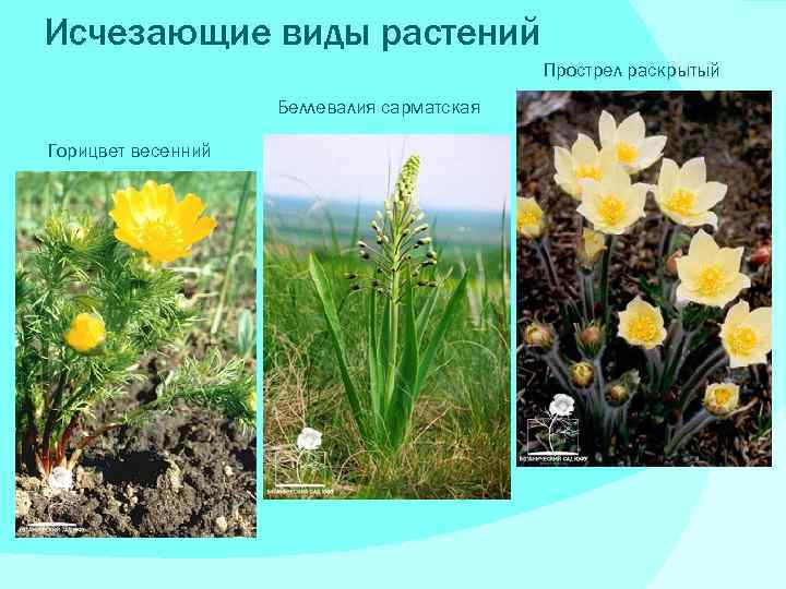 Исчезающие растения казахстана. Исчезающие виды растений. Исчезающие виды цветов.
