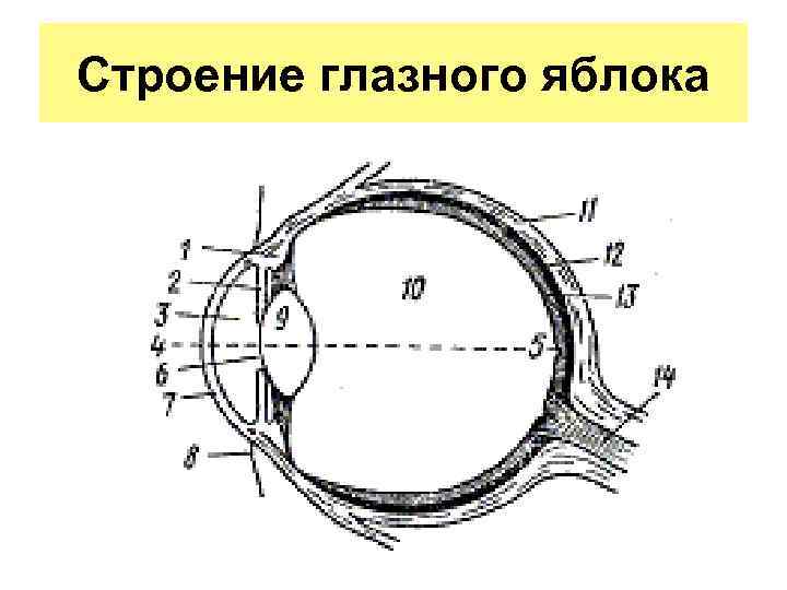 Строение глаза глазное яблоко. Вспомогательный аппарат глазного яблока. Схема глаза. Строение вспомогательного аппарата глаза схема. Анатомия глаза офтальмология.