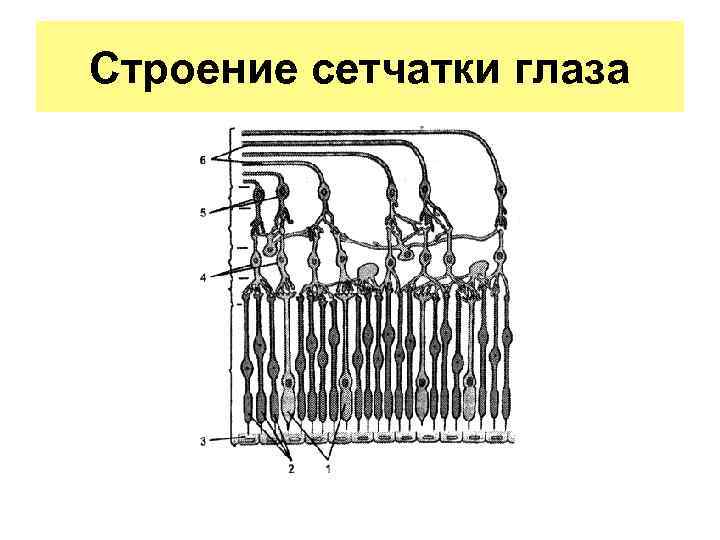 Строение сетчатки глаза 