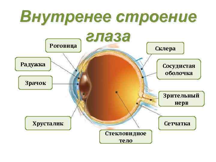 Цепочка структуры глаза